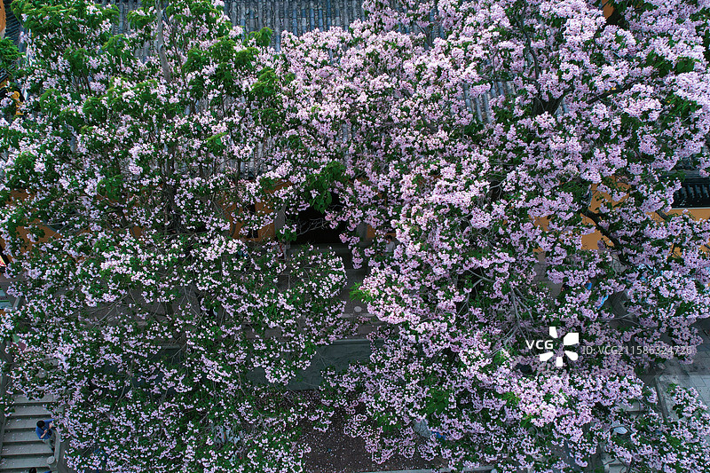 江南苏州常熟三峰清凉禅寺百年楸树航拍图片素材