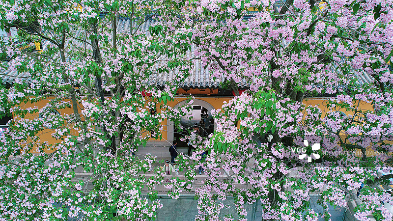 江南苏州常熟三峰清凉禅寺百年楸树航拍图片素材