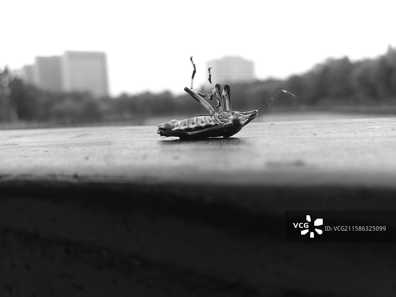 一只死因不详的臭屁虫。蝽虫。椿象。放屁虫九香虫死亡尸体生命终结图片素材