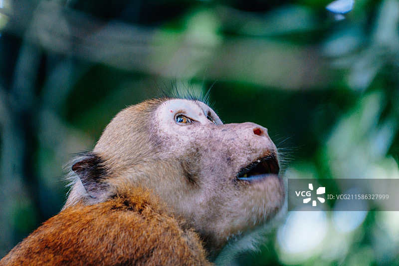 猿猴在丛林中图片素材