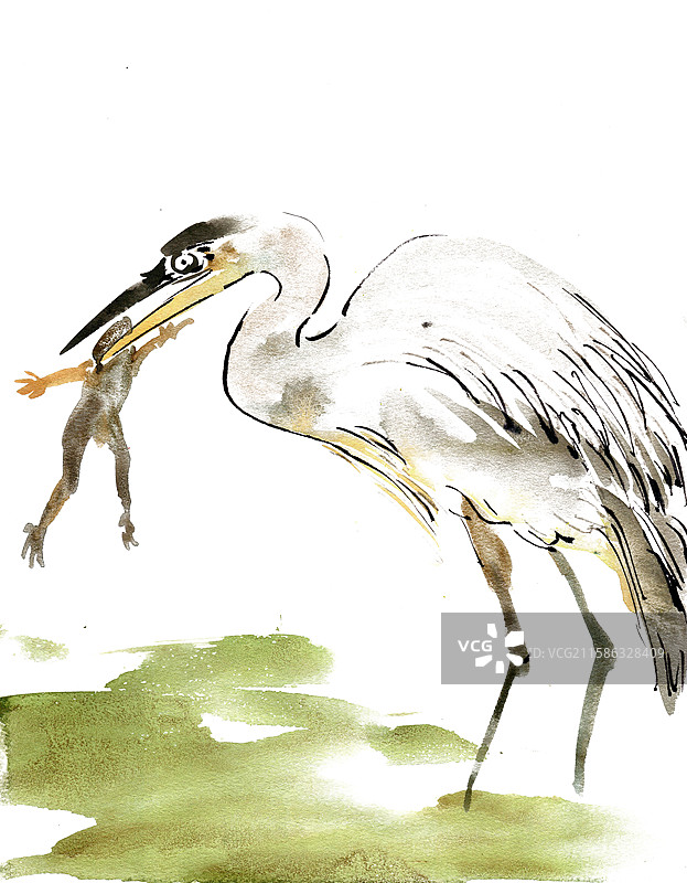 捕食青蛙的苍鹭图片素材