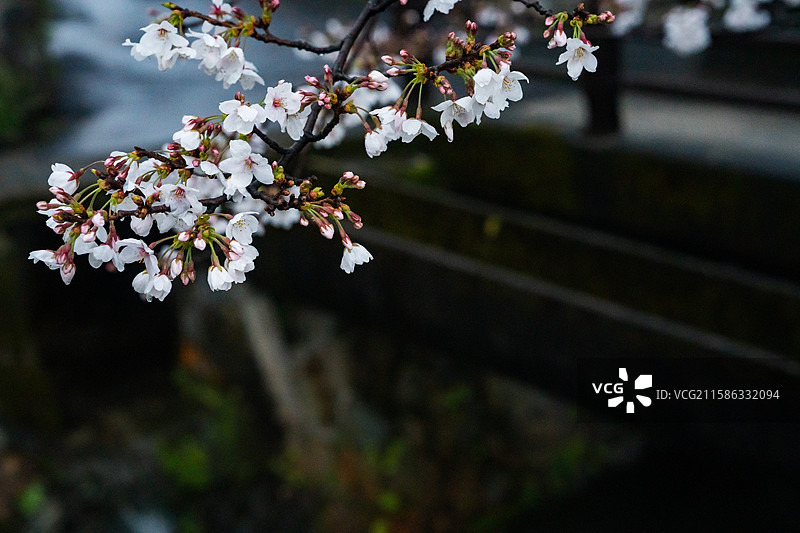 哲学之道图片素材