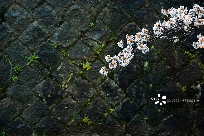 哲学之道图片素材