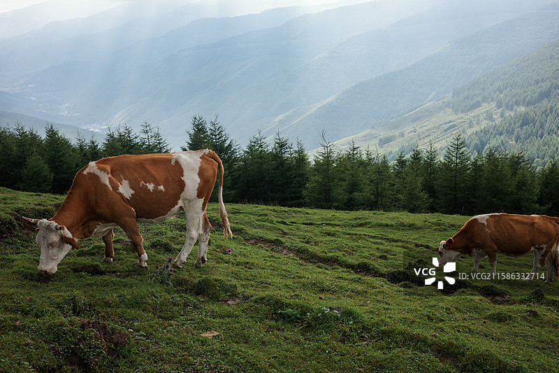 五台山东台山坡：奶牛在绿草间觅食的山野景致图片素材