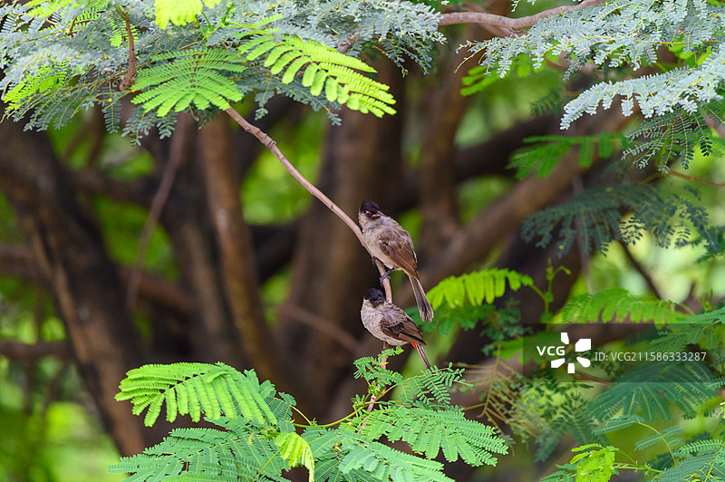 一对站在凤凰树枝头上动作一致的红臀鹎鸟镜头图片素材