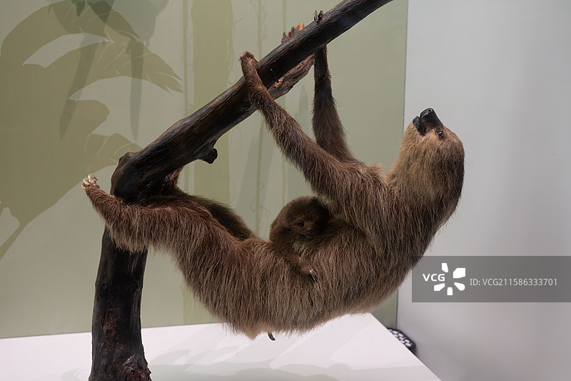 树懒标本图片素材