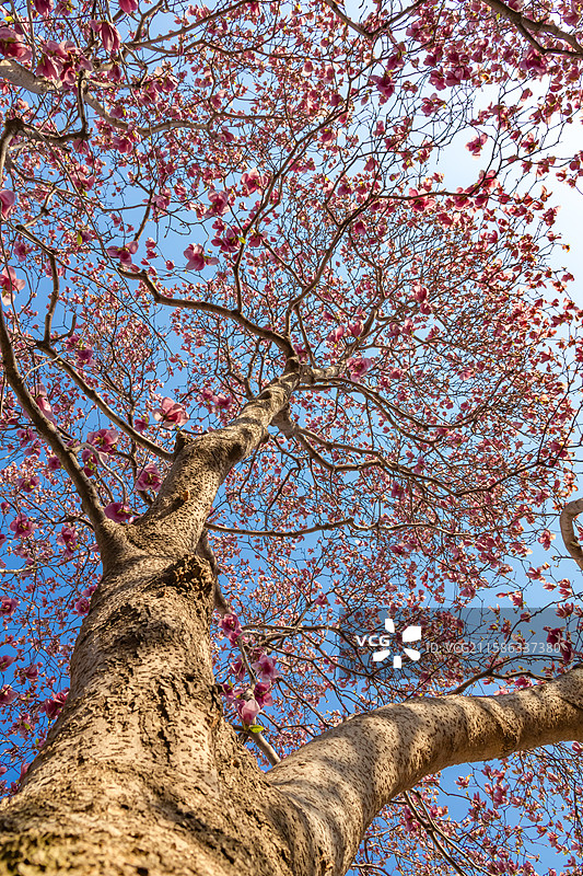 青岛 城阳 小寨子 春天 玉兰花 粉玉兰 古建筑 中式庭院 百年古树 百年玉兰图片素材