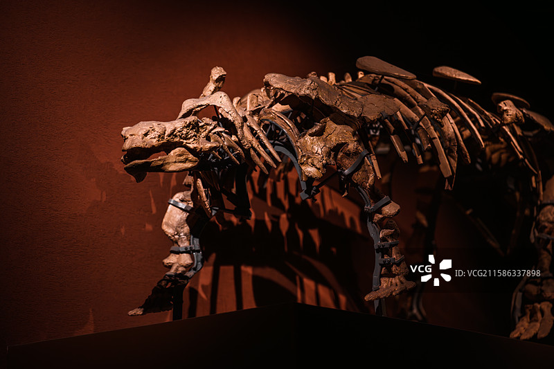 山西大同博物馆恐龙化石图片素材