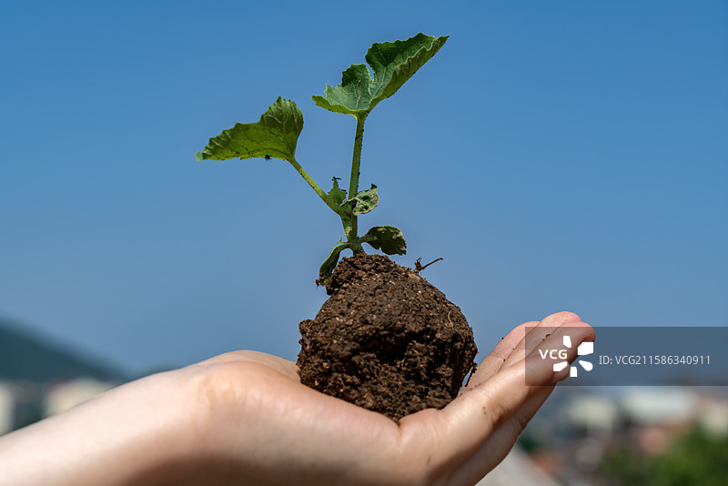 手捧带土幼苗迎向蓝天图片素材