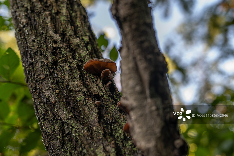 野生木耳图片素材