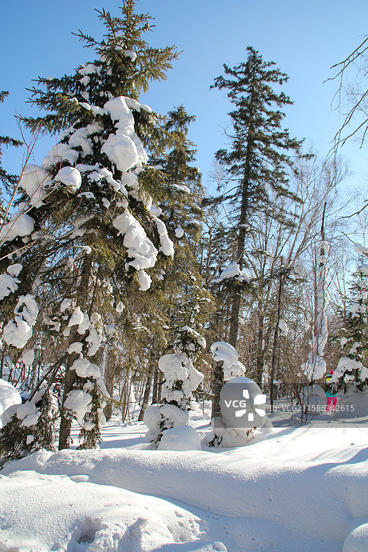 哈尔滨大秃顶子山雪覆盖的森林静谧景象图片素材