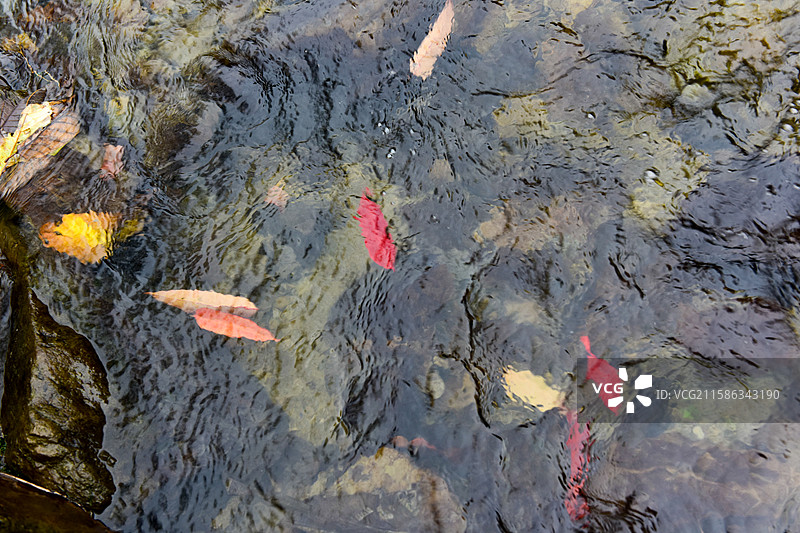 水流水树叶秋天图片素材