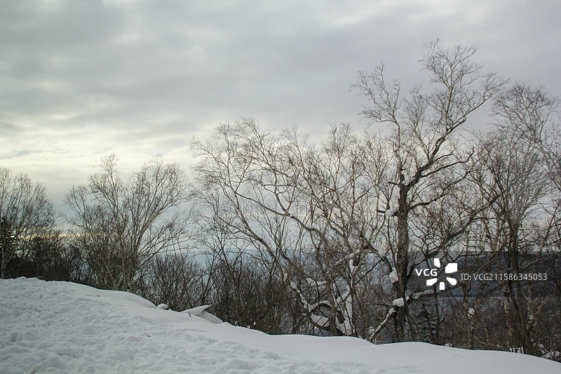 雪地里的树图片素材