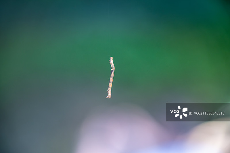 尺蠖 形状像树枝一样的昆虫 节肢动物 鳞翅目尺蛾科昆虫 福建三明将乐县图片素材