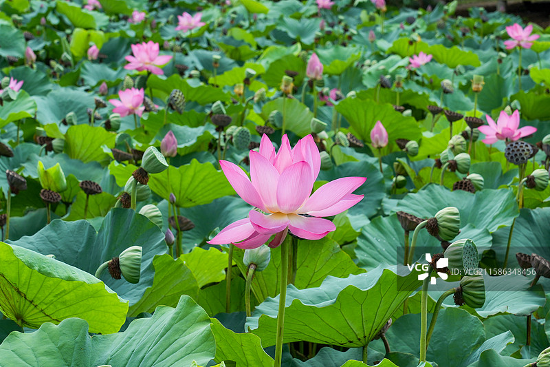 山东烟台市 盛夏时节 烟台植物园荷塘满是盛开的荷花图片素材
