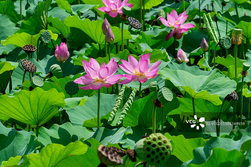 夏季荷塘内盛开的荷花图片素材