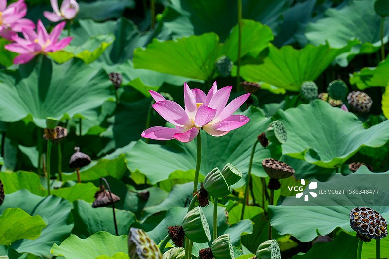 夏季荷塘内盛开的荷花图片素材