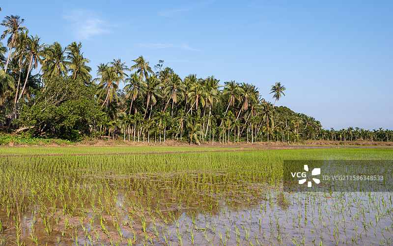 海南水稻田中的椰林倒影图片素材