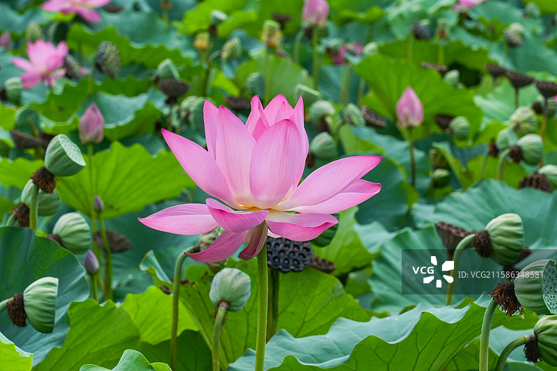 山东烟台市 盛夏时节 烟台植物园荷塘满是盛开的荷花图片素材