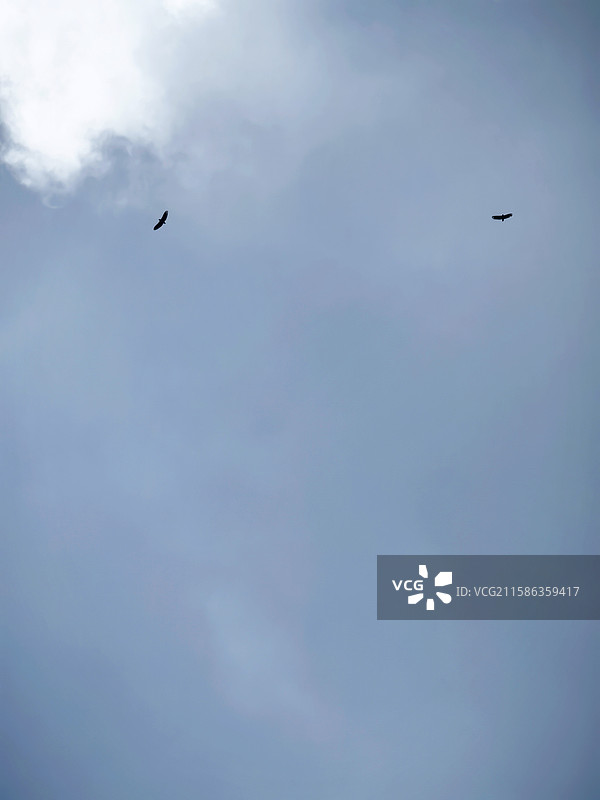 自由飞翔图片素材