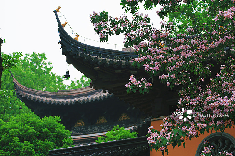 江南苏州常熟三峰清凉禅寺百年楸树图片素材