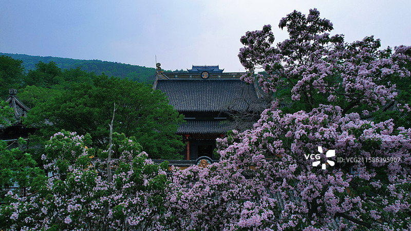 江南苏州常熟三峰清凉禅寺百年楸树航拍图片素材
