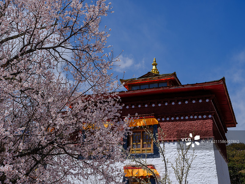 2025年西藏林芝春天南迦巴瓦雪山下盛开的桃花樱花成长的麦苗田园风光图片素材