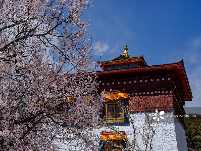 2025年西藏林芝春天南迦巴瓦雪山下盛开的桃花樱花成长的麦苗田园风光图片素材