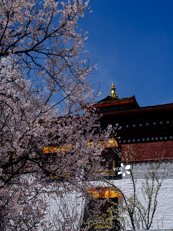 2025年西藏林芝春天南迦巴瓦雪山下盛开的桃花樱花成长的麦苗田园风光图片素材