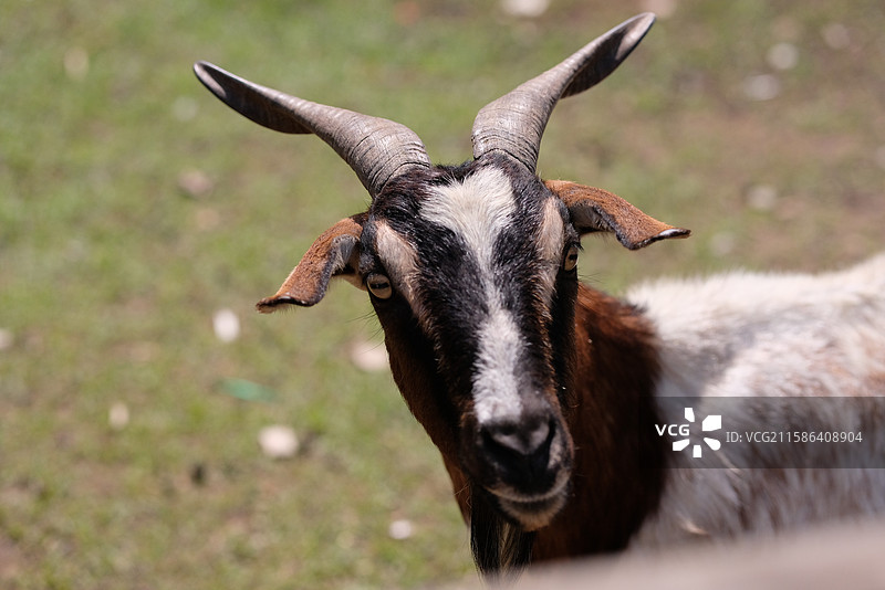 山羊站在地上的特写镜头图片素材