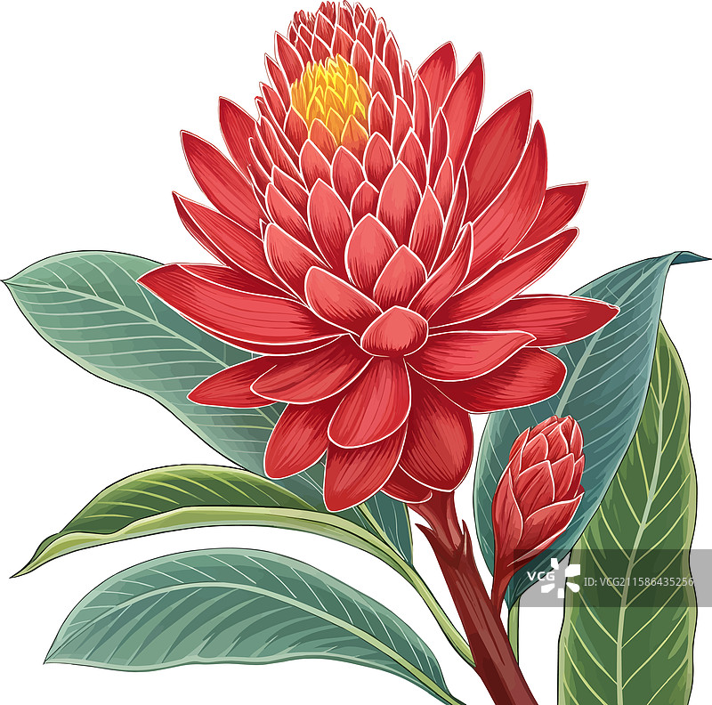 热带植物红姜花图片素材