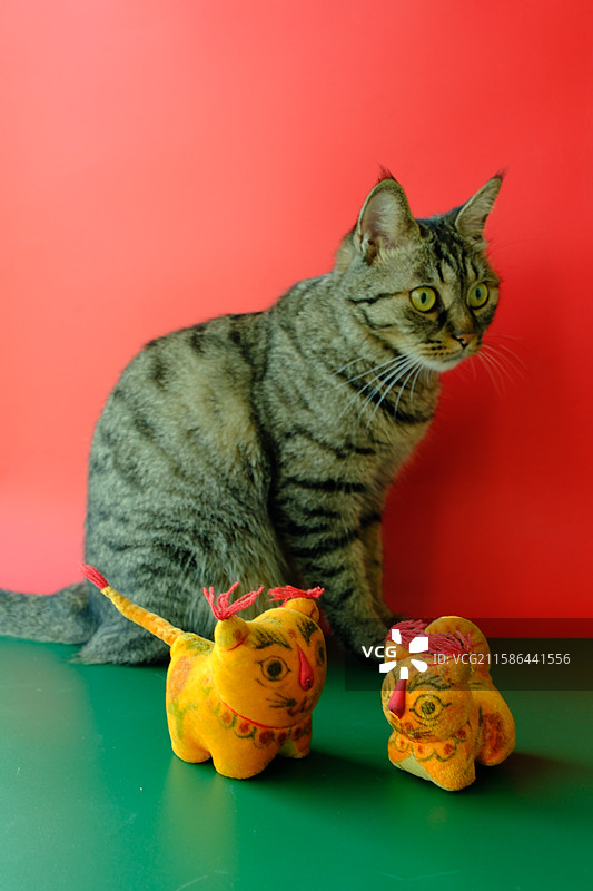 红绿色背景下的老布老虎和狸花猫。麦穗。宠物肖像头像设计素材图片素材