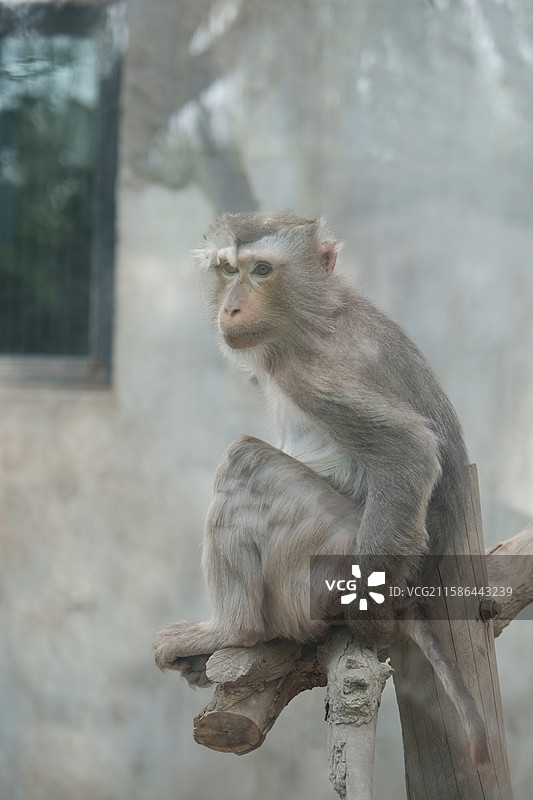 天津动物园，动物园中的动物特写镜头图片素材