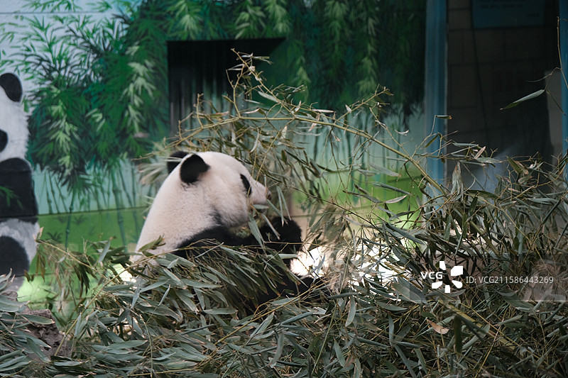 天津动物园，动物园中的动物特写镜头图片素材