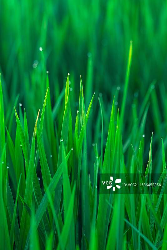 夏天，翠绿的水稻秧苗图片素材