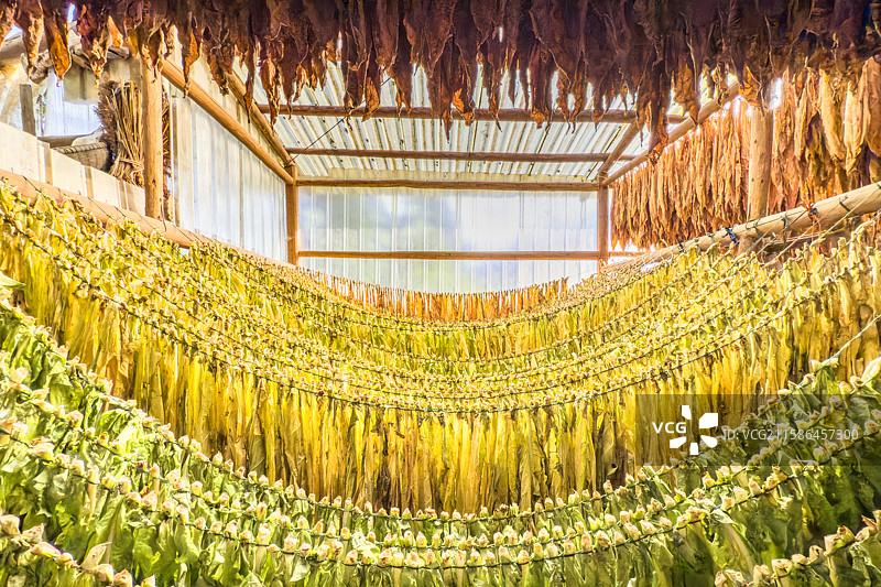 在晒房里晾制的白肋烟图片素材