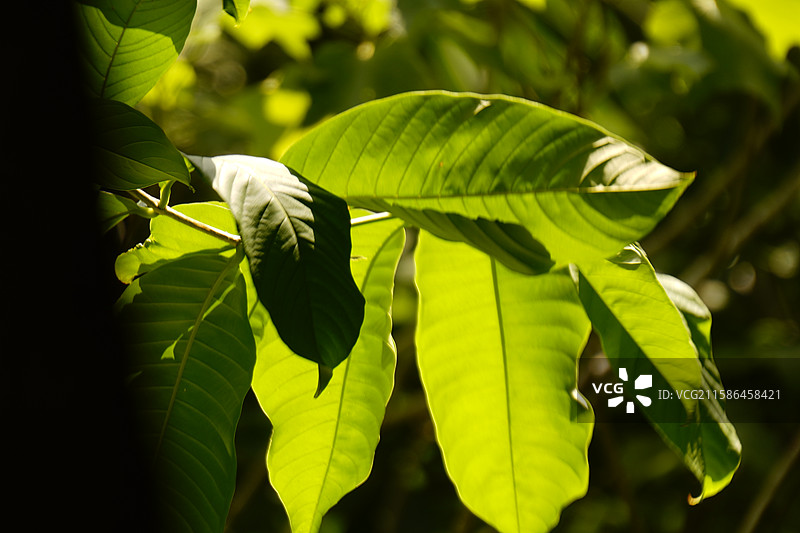 大花紫薇图片素材