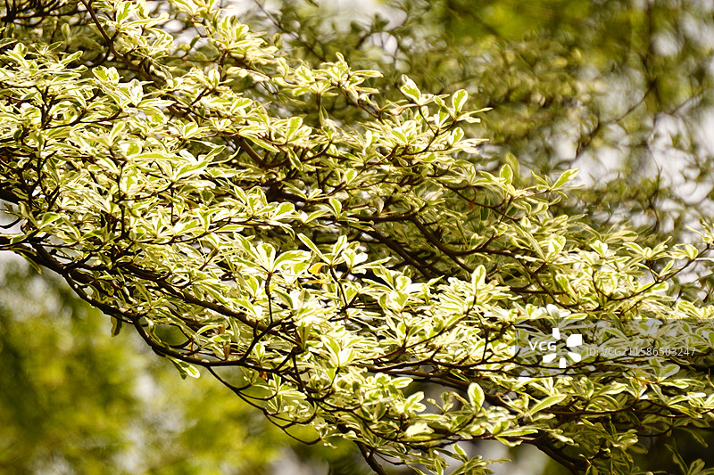 小叶榄仁图片素材