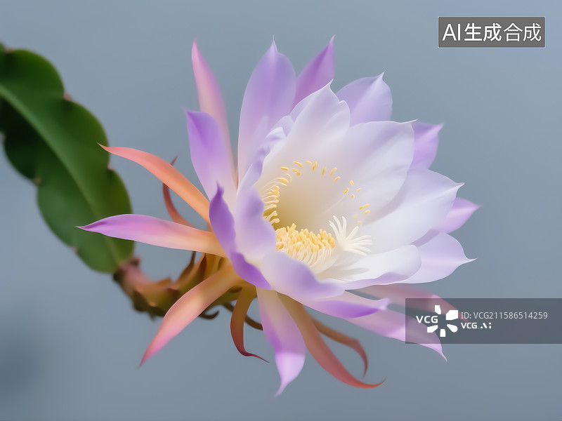 【AI数字艺术】一朵盛开的昙花图片素材