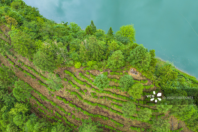 湖北恩施屯堡乡车坝河水库旁的茶园图片素材