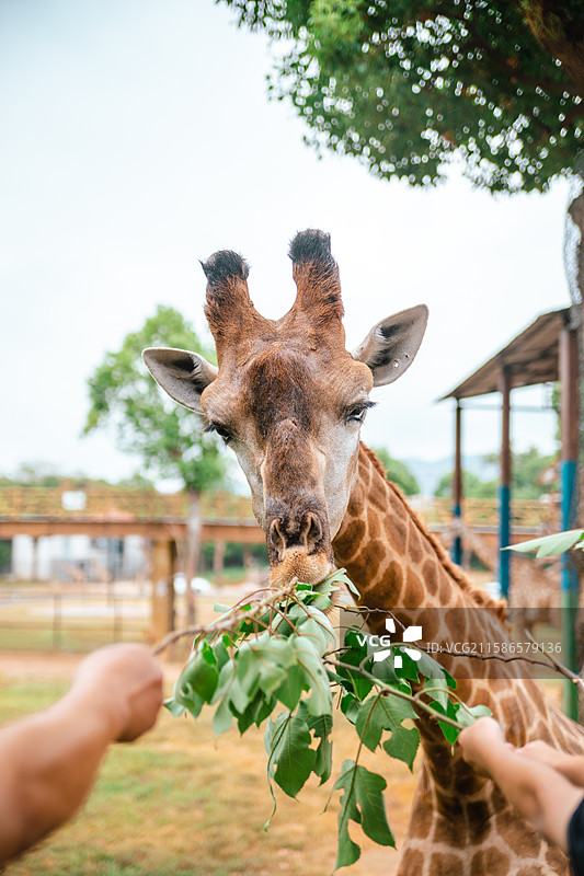 浙江湖州龙之梦动物世界里的长颈鹿图片素材
