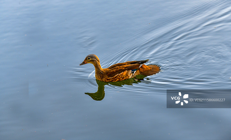 自由游弋的鸭图片素材