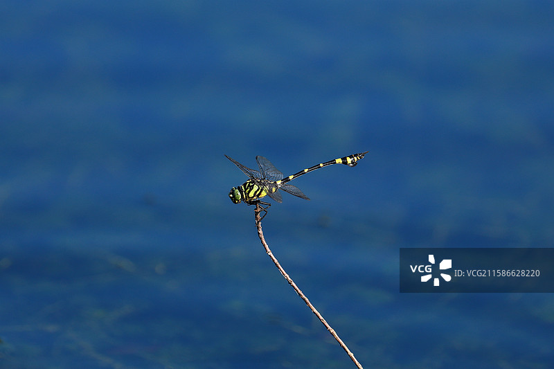 蓝色水面上的蜻蜓特写图片素材