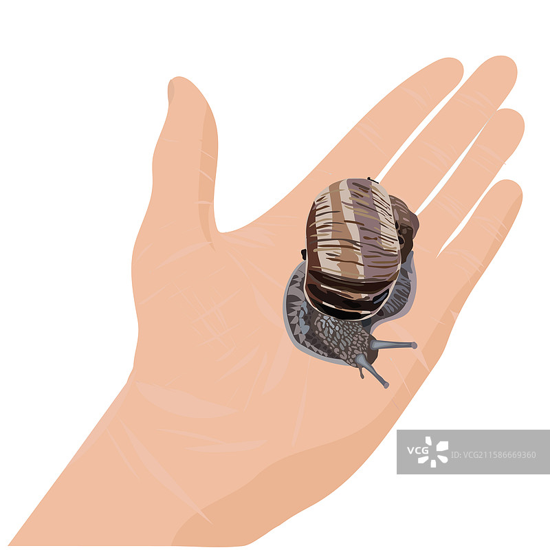 蜗牛在手掌上的有用美容程序图片素材