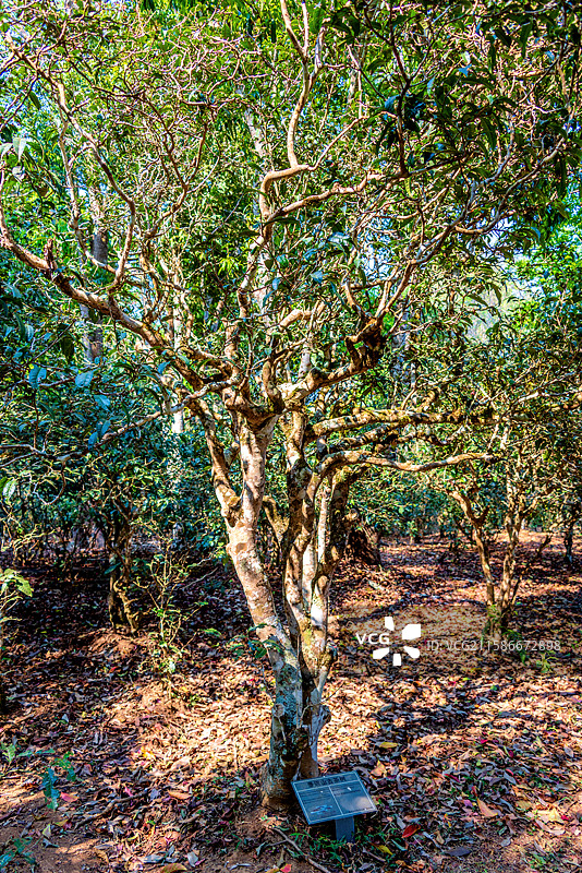 中国云南普洱澜沧县景迈山大平掌古茶林图片素材