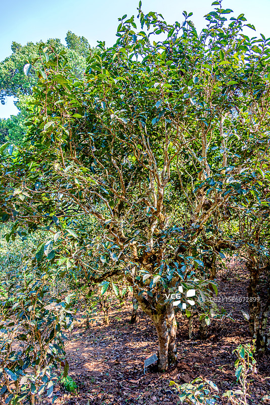 中国云南普洱澜沧县景迈山大平掌古茶林图片素材