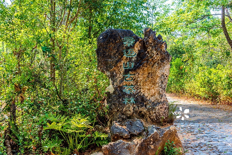 中国云南普洱澜沧县景迈山大平掌古茶林图片素材