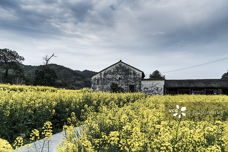 春天江西婺源对冲古村油菜花开图片素材