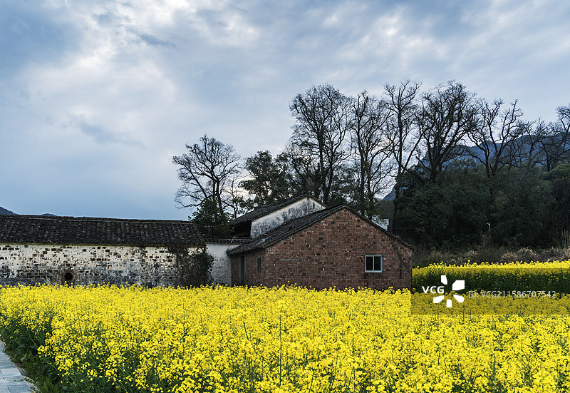 春天江西婺源对冲古村油菜花开图片素材