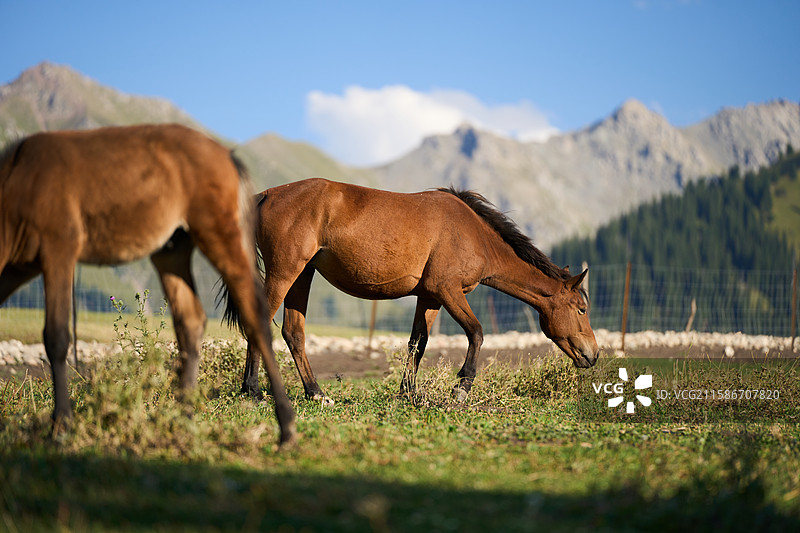 新疆草原上自由自在的牛和马图片素材